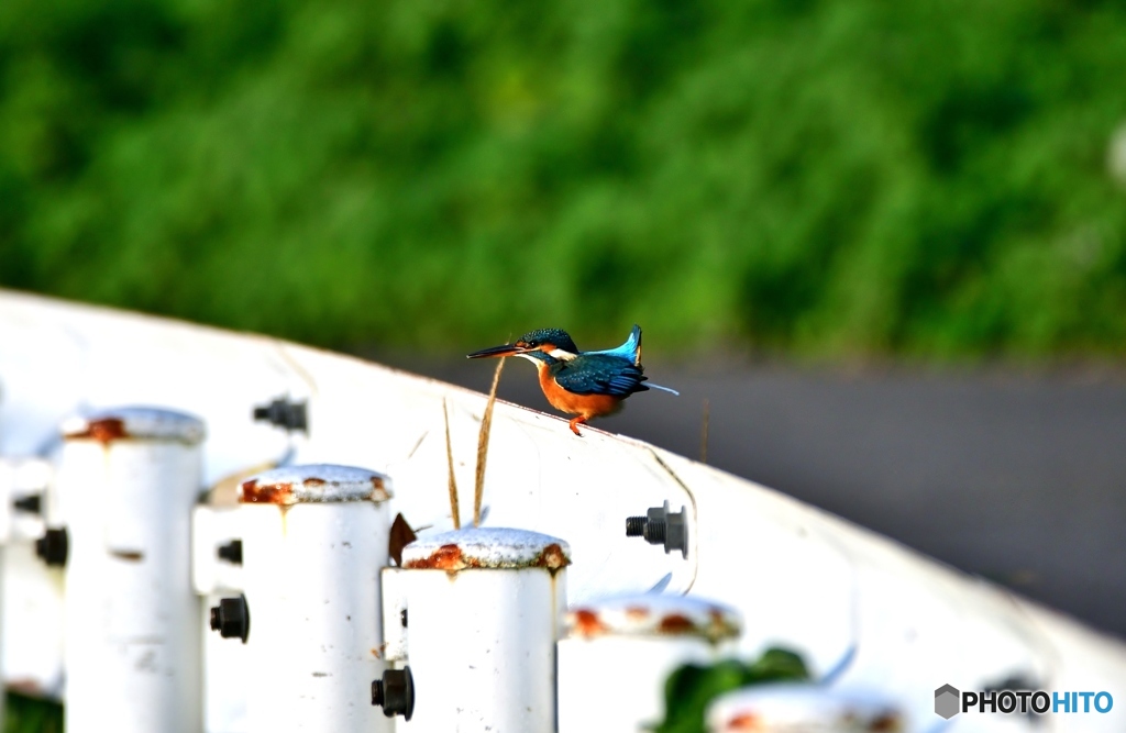 ガードレールセミ子ちゃん①