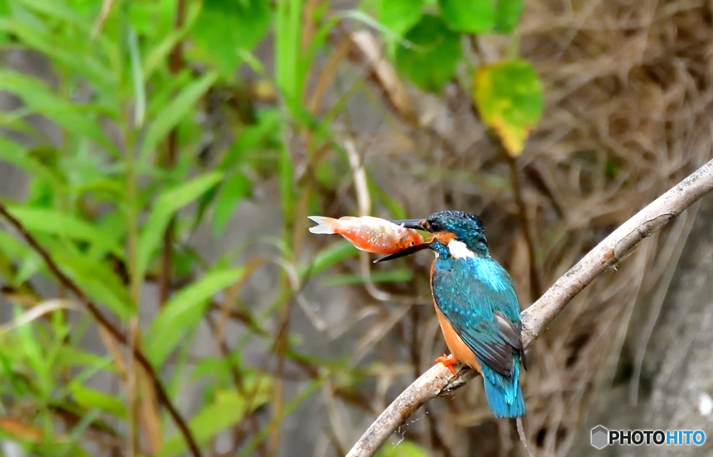 朝から尾頭付き(;^ω^)