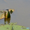 蓮園にて②