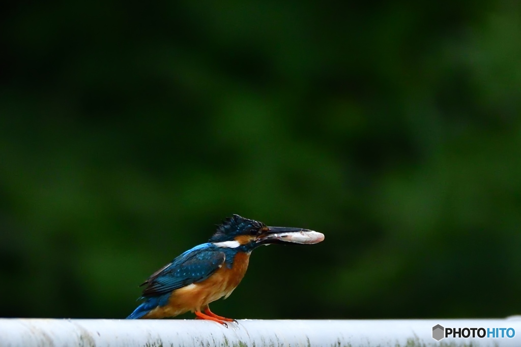 お持ち帰りの②