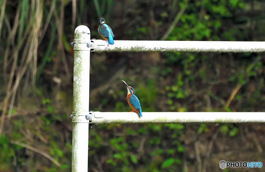 わ～い求愛給餌だ～②