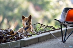 おとなしい犬(;^ω^)