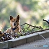 おとなしい犬(;^ω^)