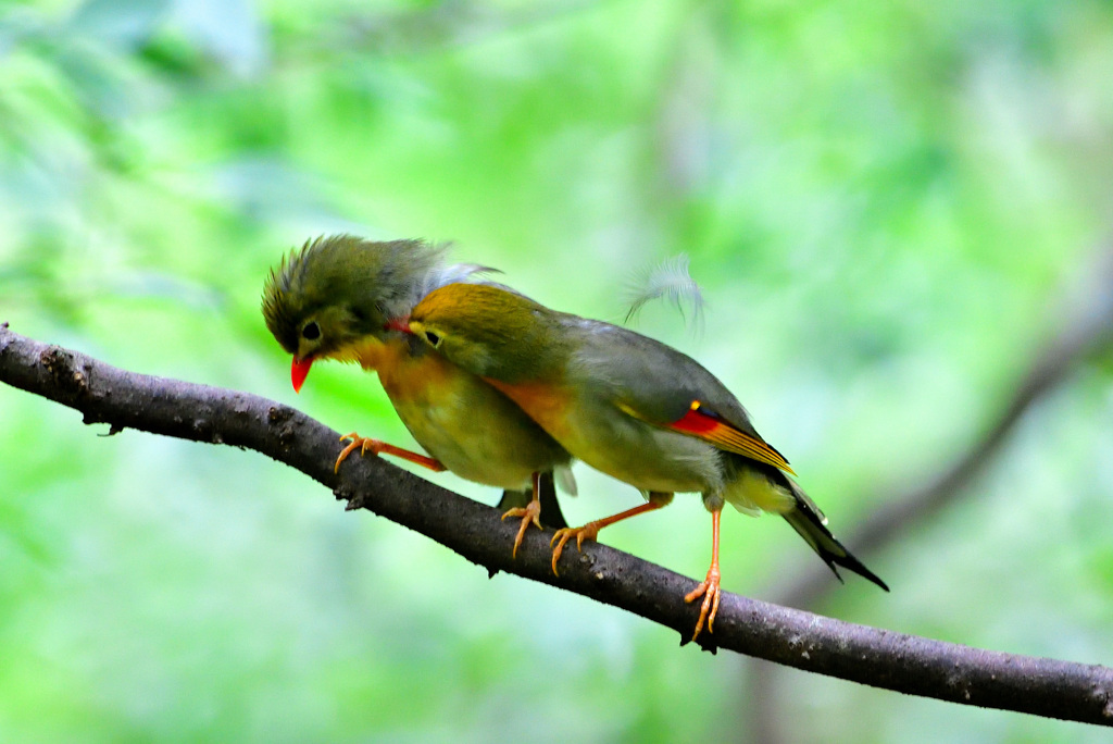 ソウシチョウ③