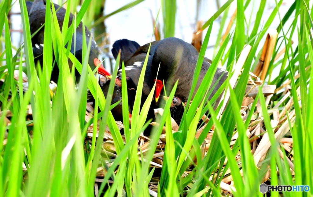 夕方のバンの巣(;^ω^)