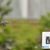 大雨の合間に①