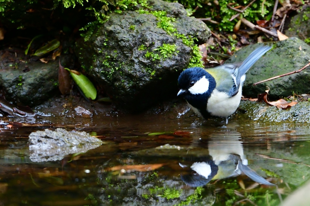 お山の水飲み場は