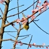 ウメジロー再び①