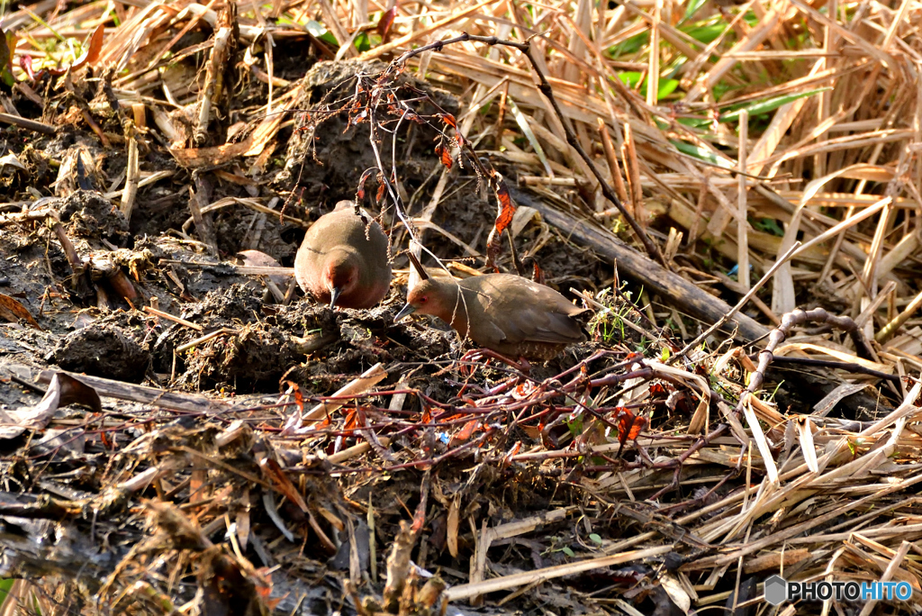 ヒクイナ番(;^ω^)①