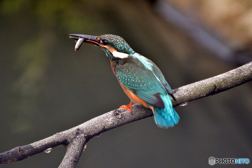 カメラ目線で①