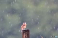 雨にさえずれば　(^^♪