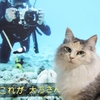 ジェラシー