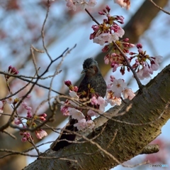 桜ヒヨドリ(;^ω^)