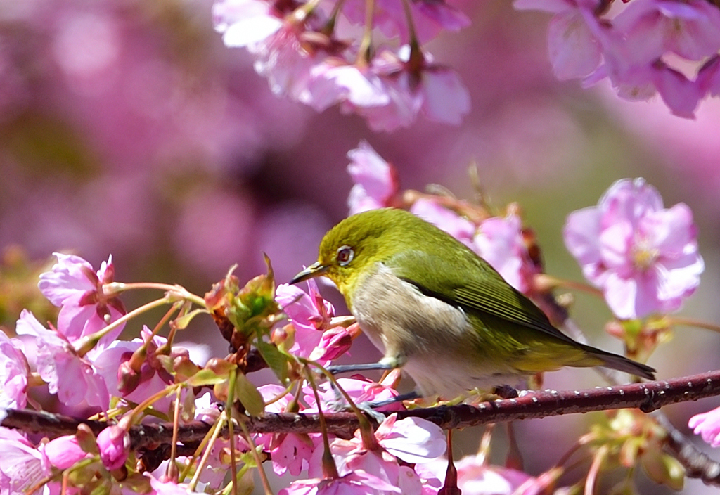 河津桜＋メジロ