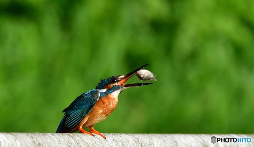 カワセミ急便③