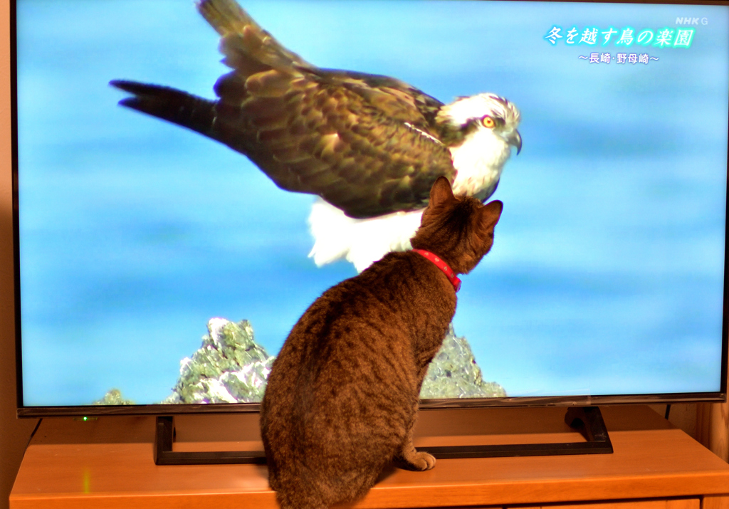 パクリ