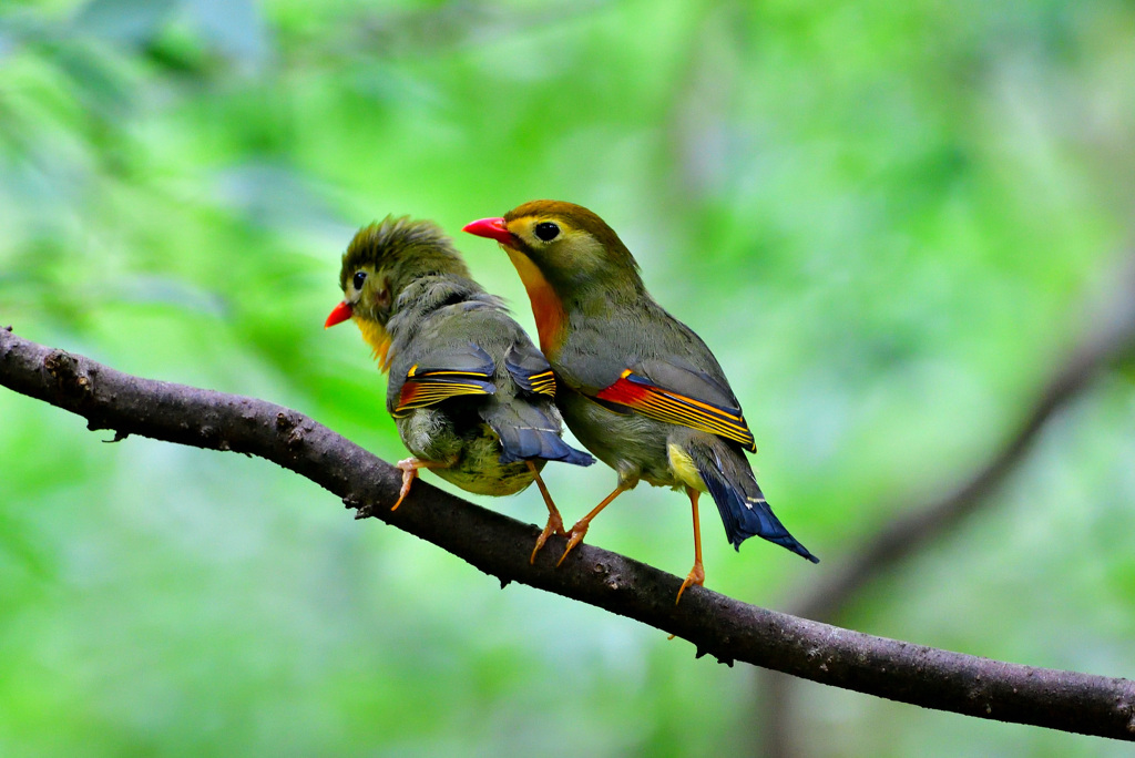 ソウシチョウ①