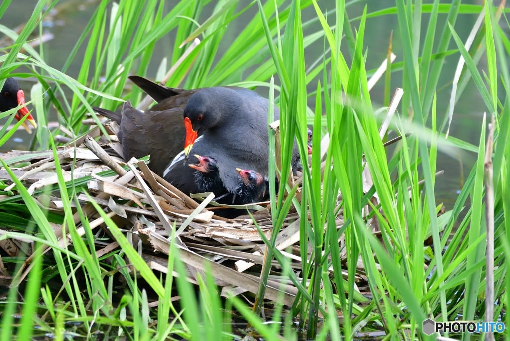 巣に戻ってからも