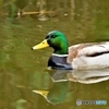 マガモ雄