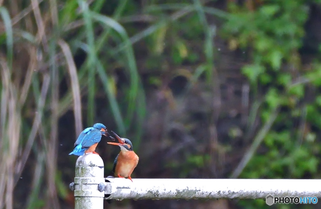 わ～い求愛給餌だ～④