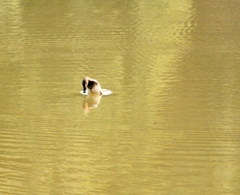 おはようございます。