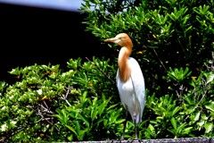 アマサギ②