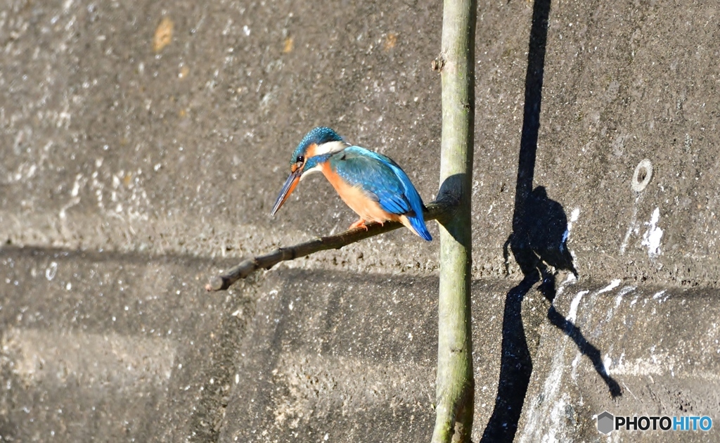 こぬ雄をまつほの沼の朝凪に～(;^ω^)