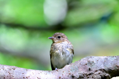 オオルリの森　併せて①
