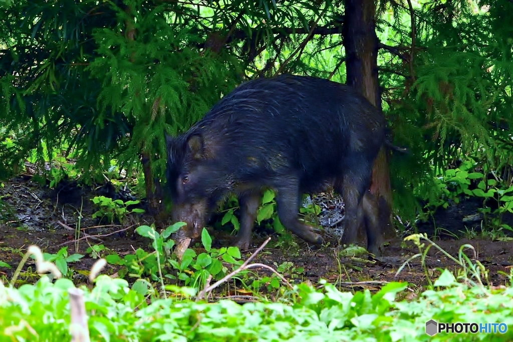 マーキング