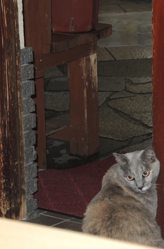 猫
