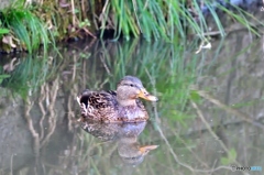 マガモ　♀