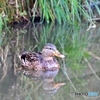 マガモ　♀