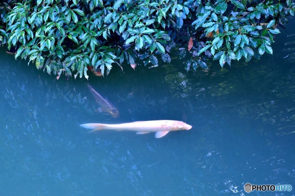 4月の魚