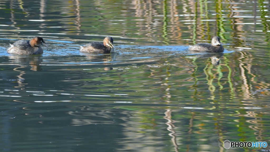 カイツブリ・ゲキジョウ(^_^;)