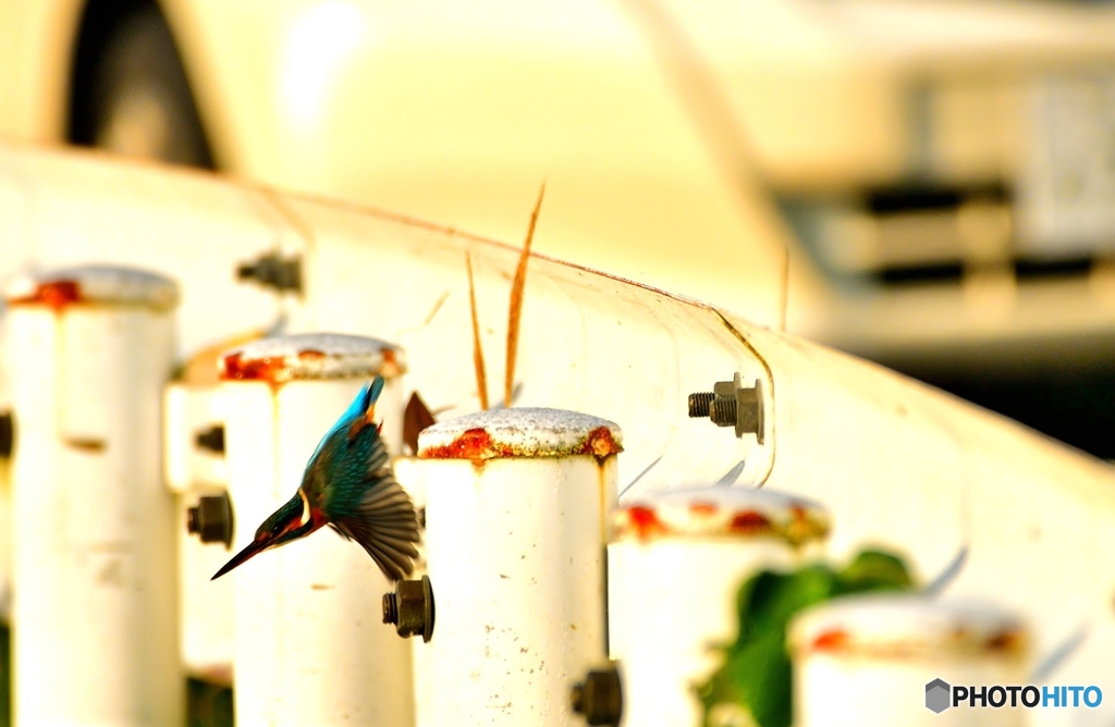 ガードレールセミ子ちゃん③