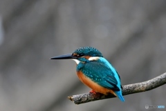 日没後のカワセミ
