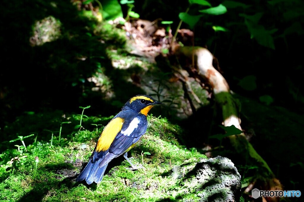 木漏れ日の森にて