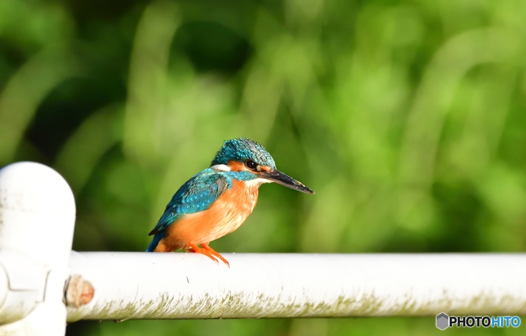 巣穴拡張してますか(;^ω^)