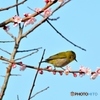 ウメジロー再び②