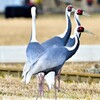 マナヅル