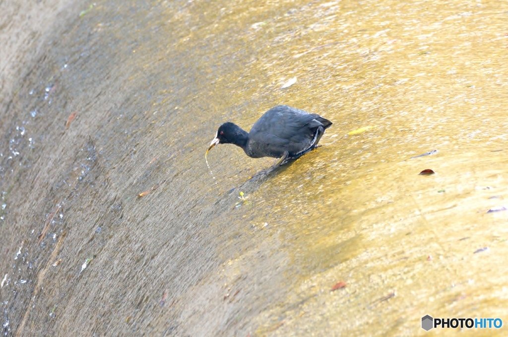 採餌