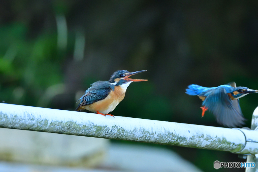 朝ご飯はいかがでしょう。④