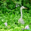 葵いアオサギ