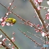 ウメジロー