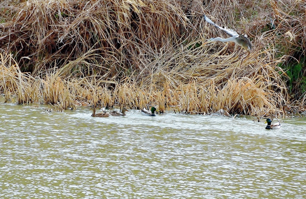 沼のアオサギ＆マガモファミリー