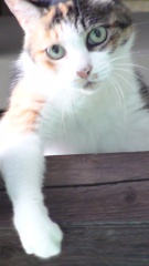 あらんとすらむ