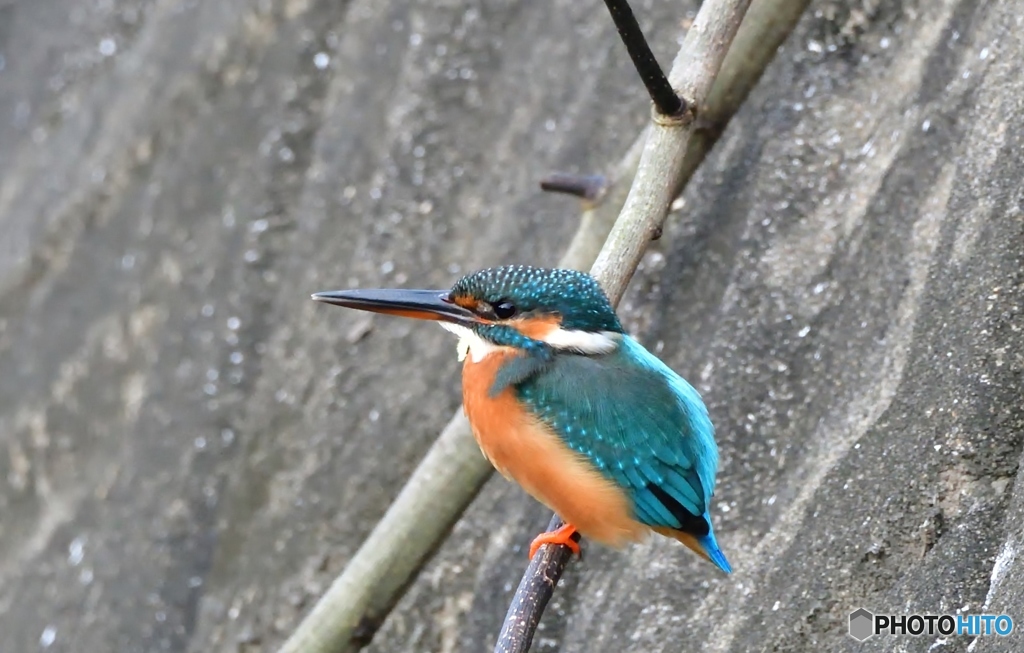 シッター音に気付かれて②