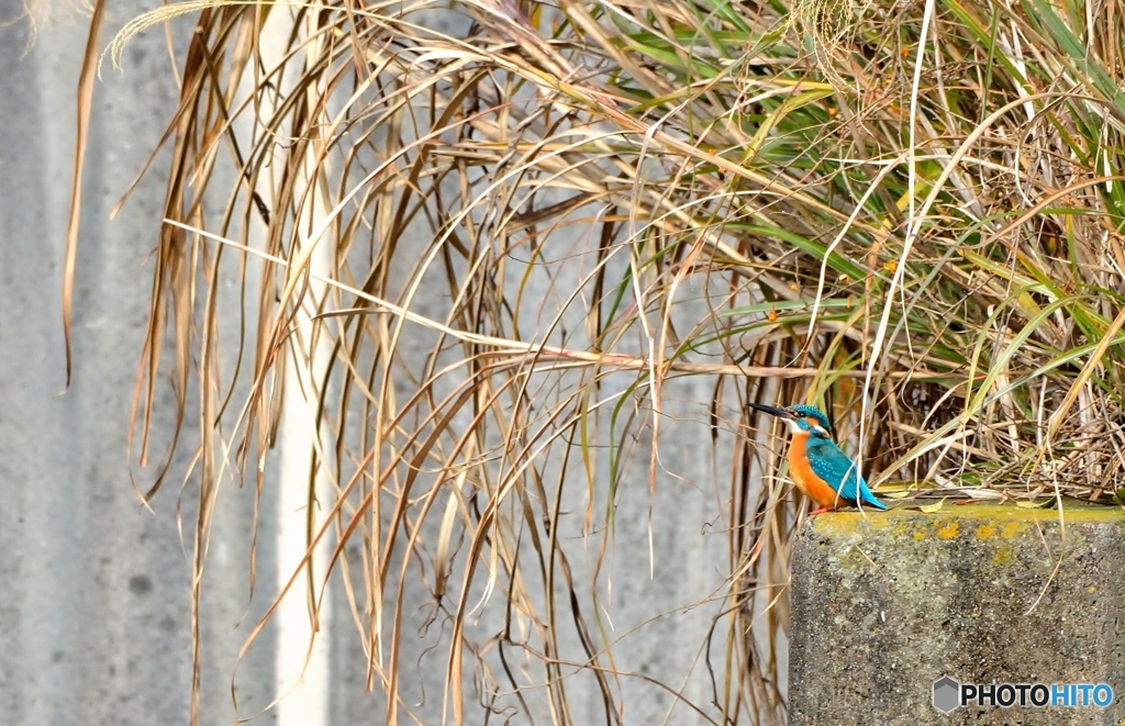 ２か月ぶりのカワセミ　