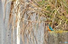 ２か月ぶりのカワセミ　