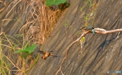 今朝のカワセミ